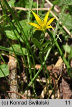 Gagea minima (złoć mała)