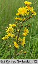 Crepis praemorsa (pępawa różyczkolistna)