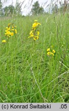 Crepis praemorsa (pępawa różyczkolistna)