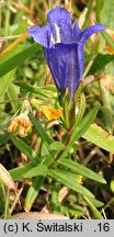 Gentiana pneumonanthe (goryczka wąskolistna)