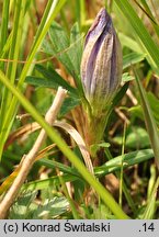 Gentiana pneumonanthe (goryczka wąskolistna)