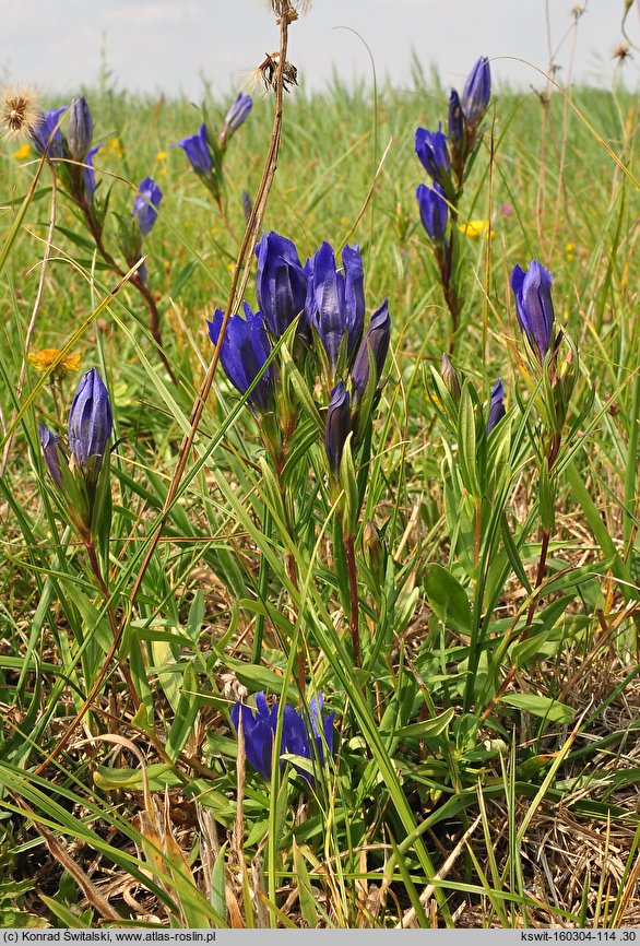 Gentiana pneumonanthe (goryczka wąskolistna)