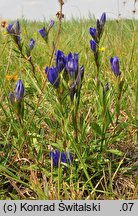 Gentiana pneumonanthe (goryczka wąskolistna)