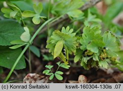 Corydalis pumila (kokorycz drobna)