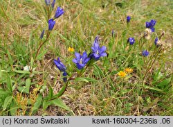 Gentiana pneumonanthe (goryczka wąskolistna)