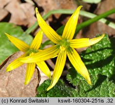 Gagea minima (złoć mała)