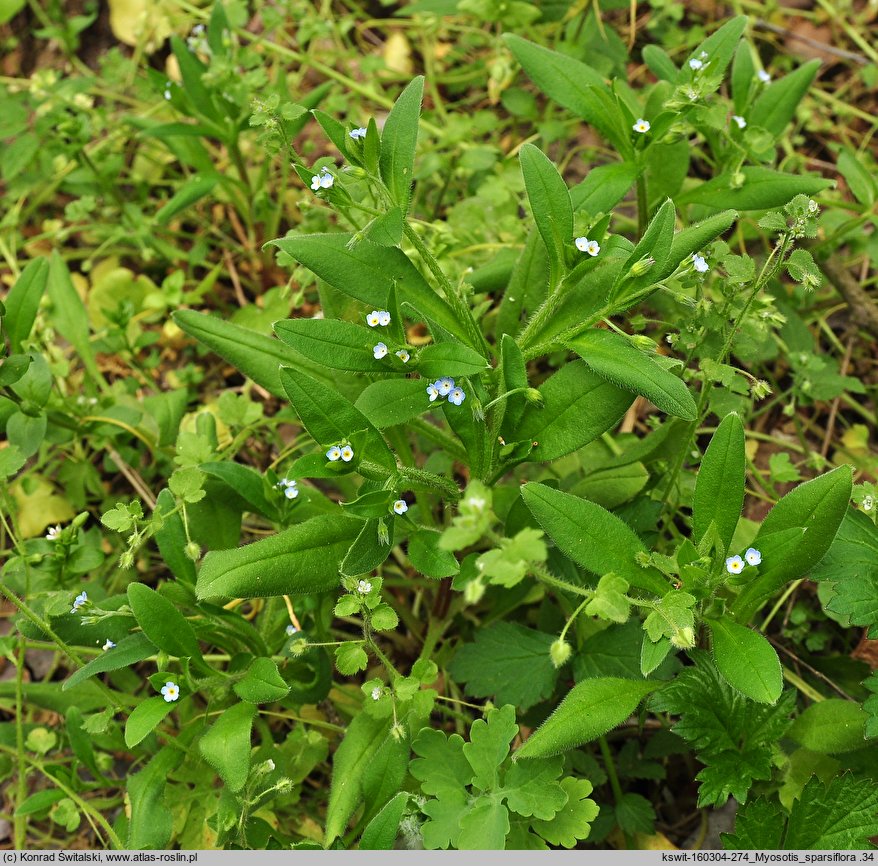 Myosotis sparsiflora (niezapominajka skąpokwiatowa)