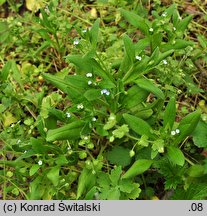 Myosotis sparsiflora (niezapominajka skÄ…pokwiatowa)