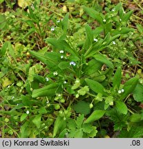 Myosotis sparsiflora (niezapominajka skąpokwiatowa)