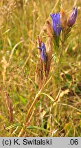 Gentiana pneumonanthe (goryczka wąskolistna)