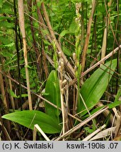 Liparis loeselii (lipiennik Loesela)