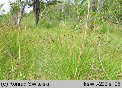 Schoenus nigricans (marzyca czarniawa)