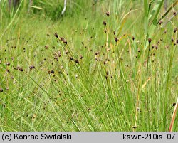 Schoenus nigricans (marzyca czarniawa)