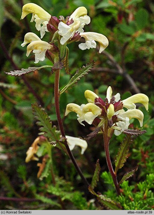 Pedicularis lapponica