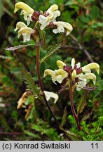 Pedicularis lapponica