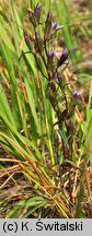 Gentianella uliginosa (goryczuszka błotna)