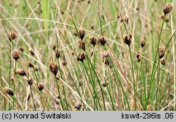 Schoenus nigricans (marzyca czarniawa)