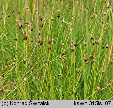 Schoenus nigricans (marzyca czarniawa)