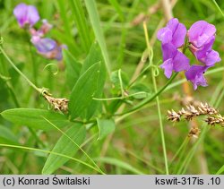 Lathyrus palustris (groszek błotny)