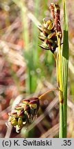 Carex magellanica ssp. irrigua (turzyca patagońska)