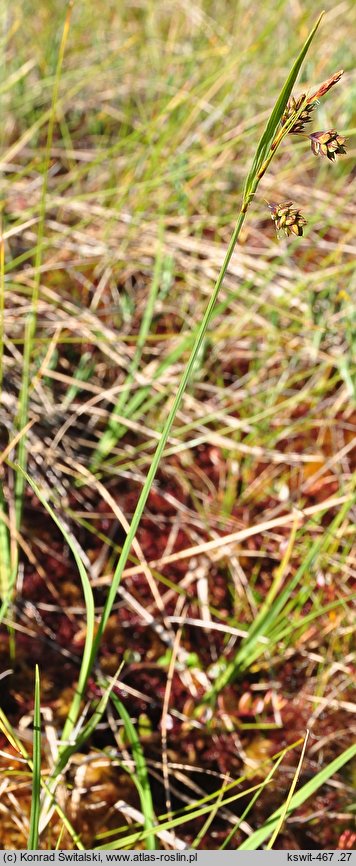 Carex magellanica ssp. irrigua (turzyca patagońska)