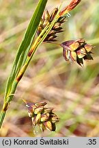 Carex magellanica ssp. irrigua (turzyca patagońska)