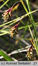 Carex magellanica ssp. irrigua (turzyca patagońska)