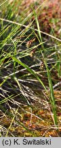 Carex magellanica ssp. irrigua (turzyca patagońska)