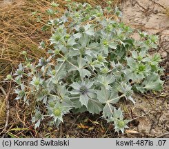 Eryngium maritimum (mikołajek nadmorski)