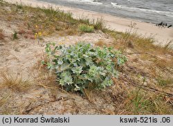 Eryngium maritimum (mikołajek nadmorski)