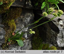 Saxifraga nivalis (skalnica śnieżna)