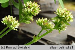 Saxifraga nivalis (skalnica śnieżna)