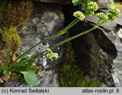 Saxifraga nivalis (skalnica śnieżna)