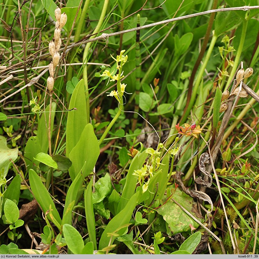 Liparis loeselii (lipiennik Loesela)