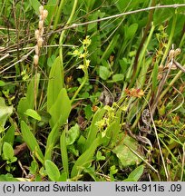 Liparis loeselii (lipiennik Loesela)