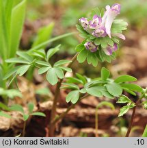 Corydalis pumila (kokorycz drobna)