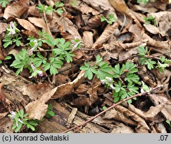 Corydalis pumila (kokorycz drobna)