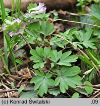 Corydalis pumila (kokorycz drobna)