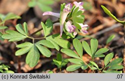 Corydalis pumila (kokorycz drobna)