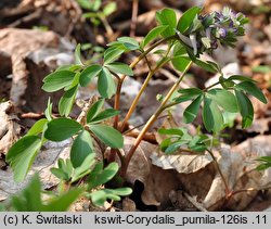 Corydalis pumila (kokorycz drobna)