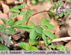 Corydalis pumila (kokorycz drobna)