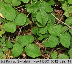 Rubus spribillei (jeżyna Spribillego)