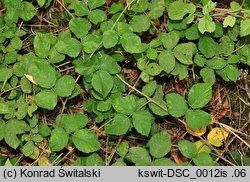 Rubus spribillei (jeżyna Spribillego)