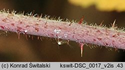 Rubus spribillei (jeżyna Spribillego)