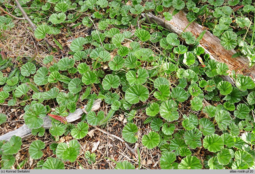 Gunnera magellanica (parzeplin brazylijski)