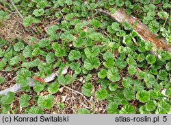 Gunnera magellanica (parzeplin brazylijski)