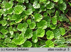 Gunnera magellanica (parzeplin brazylijski)