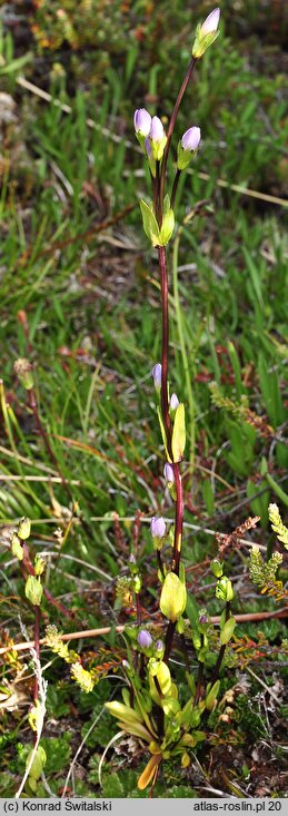 Gentianella magellanica