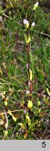 Gentianella magellanica