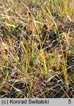 Carex magellanica ssp. irrigua (turzyca patagońska)